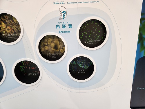 20250513_134822.jpg (47430 バイト)