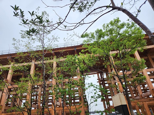 20250611_110536.jpg (126316 バイト)