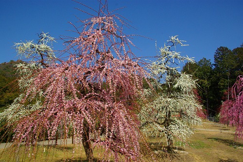 IMGP4684a.jpg (102935 oCg)