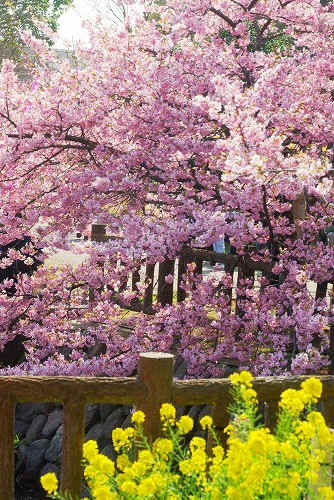 IMGP5019a.jpg (117113 oCg)