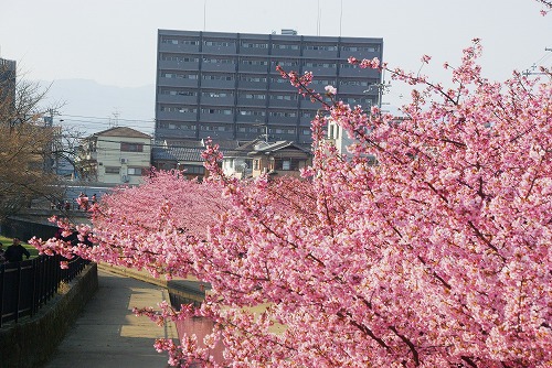 IMGP5081a.jpg (98640 oCg)