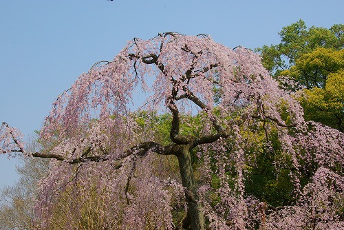IMGP5094a.jpg (94889 oCg)
