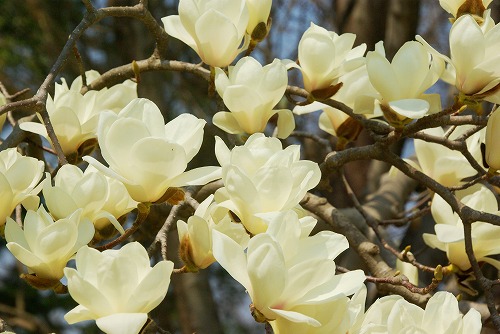 IMGP5162a.jpg (65621 oCg)