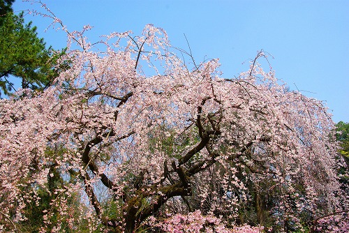 IMGP5247a.jpg (111757 oCg)