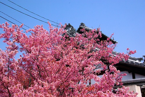 IMGP5264a.jpg (103957 oCg)