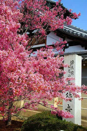 IMGP5266a.jpg (121109 oCg)