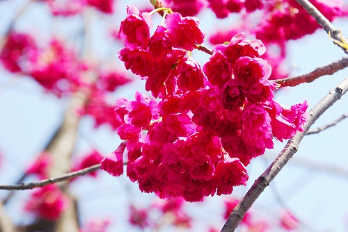 IMGP5275a.jpg (63057 oCg)