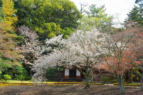 IMGP5426a.jpg (116465 oCg)